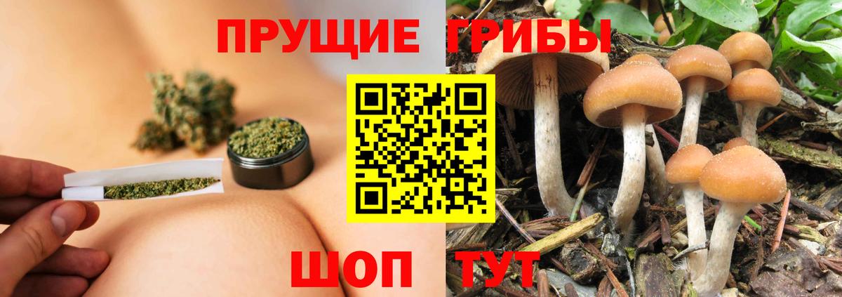 Галлюциногенные грибы Psilocybe  Вход с VPN  Галлюциногенные грибы Psilocybine cubensis  Назрань 